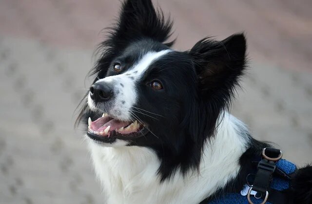 A dog showing food aggression, growling or guarding its food bowl with an intense expression.