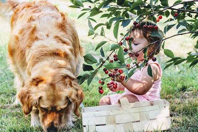 Can dogs eat cherries? A baby offering cherries to a dog.