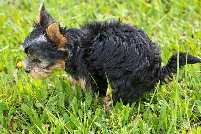 A dog pooping in a yard, illustrating the topic: Why Does Dog Poop Smell So Bad? Learn causes and solutions for foul-smelling dog waste.