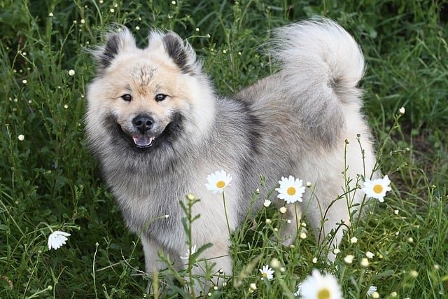 A close-up of a crusty white dog with a textured, fluffy coat, showcasing its unique appearance and grooming needs.