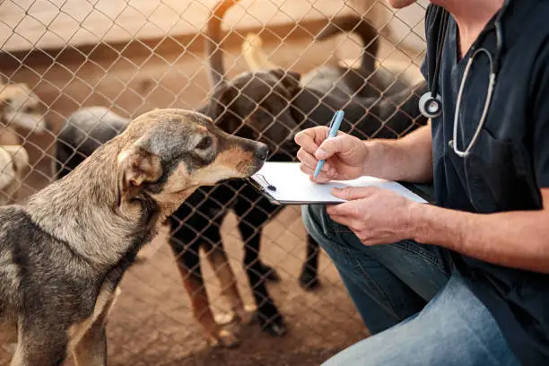 Do Vets Recommend The Farmer's Dog? What the Experts Say