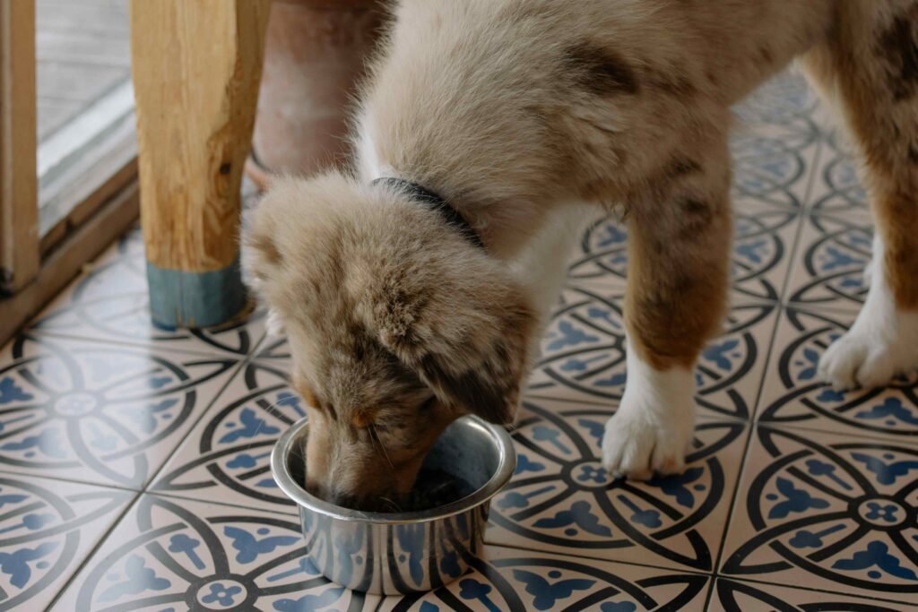 A dog trying to eat cat food from a bowl, illustrating the problem of dogs stealing cat food.