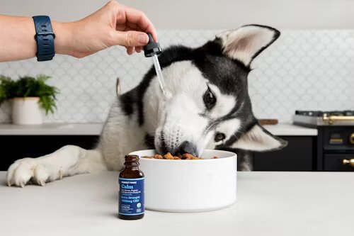 Healthy dog eating dog food enriched with choline chloride, an essential nutrient for brain development, liver health, and fat metabolism in dogs.