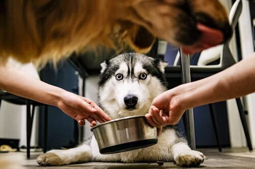 A person preparing the best homemade dog food for allergies, feeding a happy dog with a bowl of fresh, hypoallergenic ingredients like turkey, sweet potatoes, and carrots.