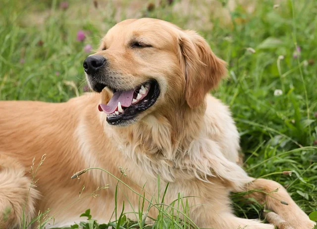 A Golden Retriever playing happily on green grass, showcasing its golden coat. Learn how to manage Golden Retriever shedding with effective grooming and care tips.