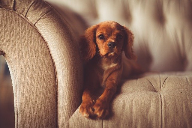 A dog sitting on a couch, looking curious, with tips on how to train dogs to stay off furniture using positive reinforcement and alternative spaces.