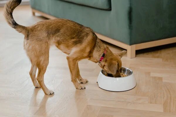 A happy dog eating a bowl of homemade dog food, showcasing a balanced meal with protein, vegetables, and grains for optimal nutrition.