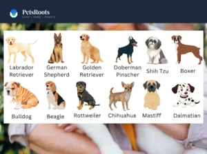 Famous dog breeds and why they became popular | Pets Roots