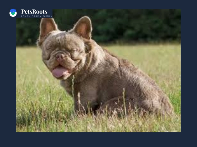 Fluffy bulldogs and other unique fluffy animals