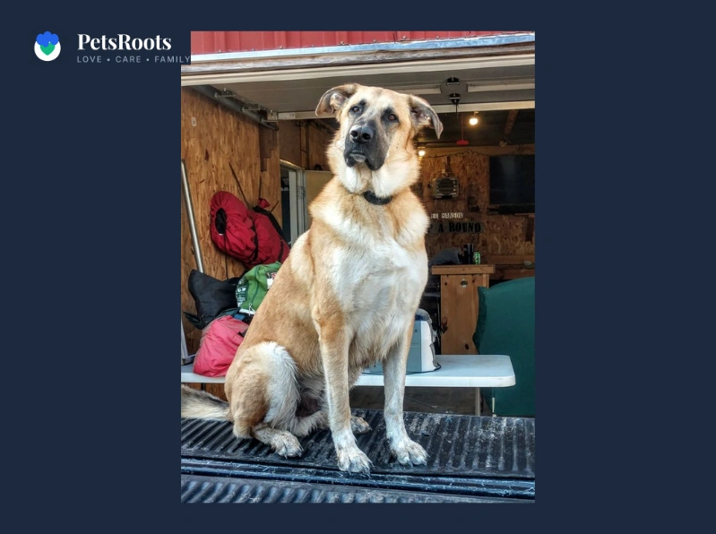 German Shepherd Great Pyrenees mix