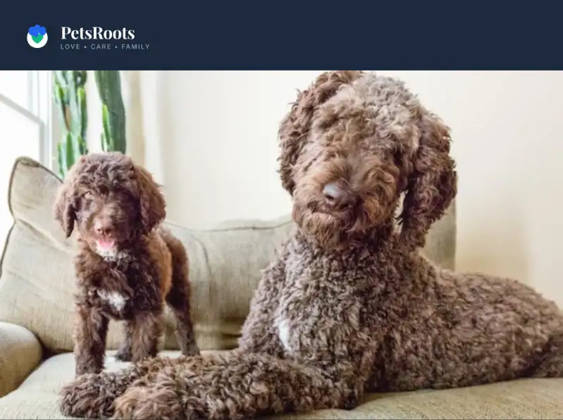 German Shepherd Poodle mix