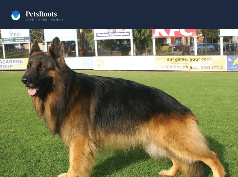 German Shepherds and fluffy coats