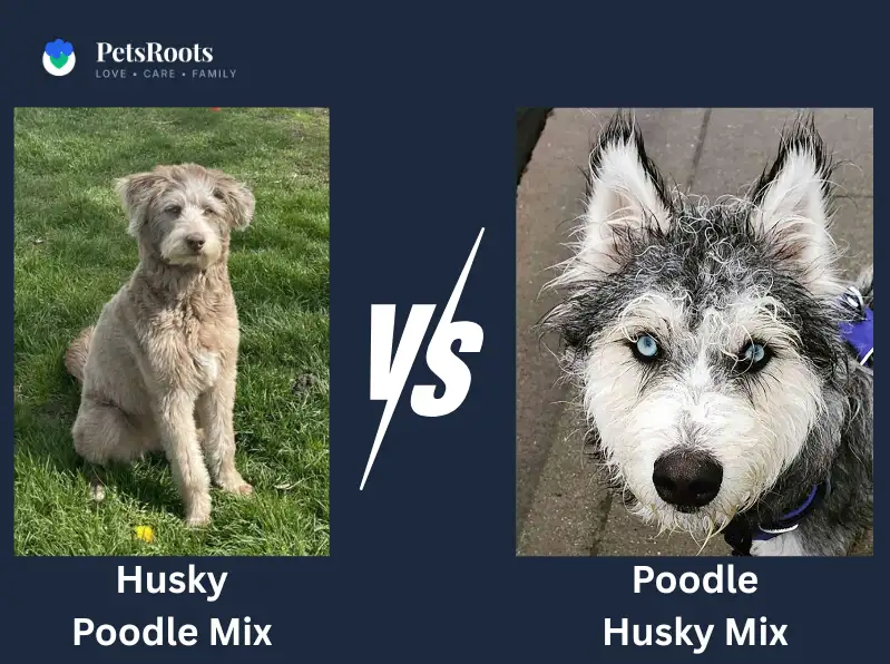 Husky Poodle Mix Or Poodle Husky Mix