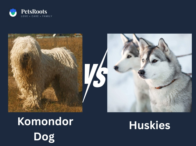 Komondor Dog Compared To Huskies