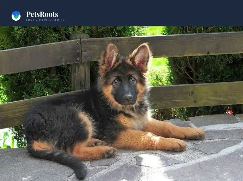 Miniature German Shepherd what it really means