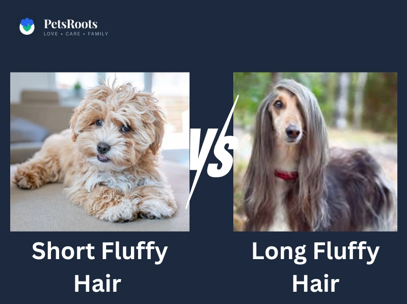 Short fluffy hair vs long fluffy hair