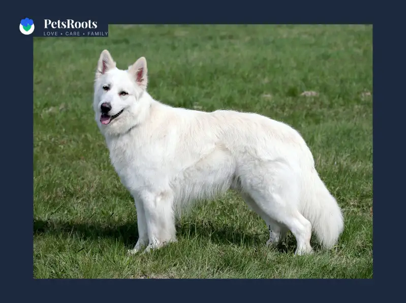 Swiss shepherd and White Swiss Shepherd Dog