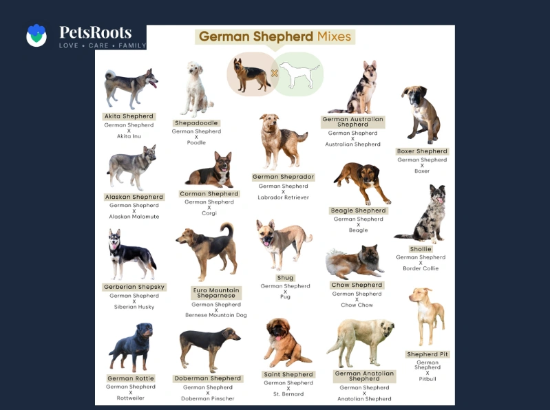 Types of German Shepherds explained