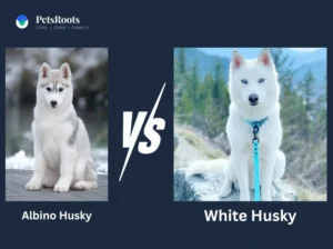 White Husky vs Albino Husky