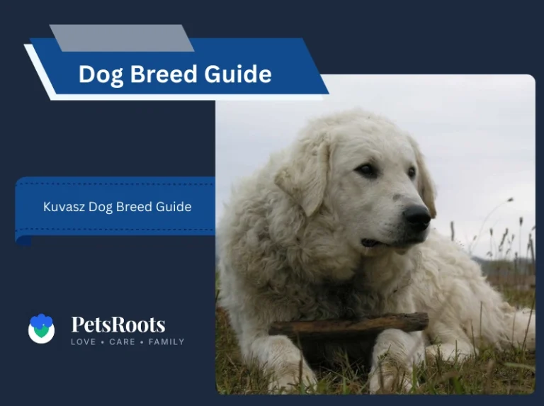 Kuvasz Dog Breed Guide Size, Temperament, Lifespan, Cost